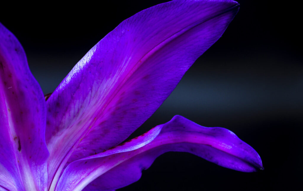 closeup-underside-petal-lily-stargazer
